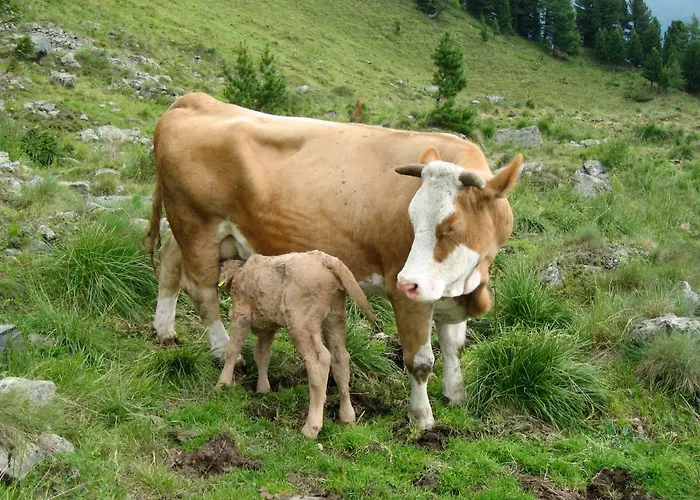 Dicktlhof * Ebene Reichenau